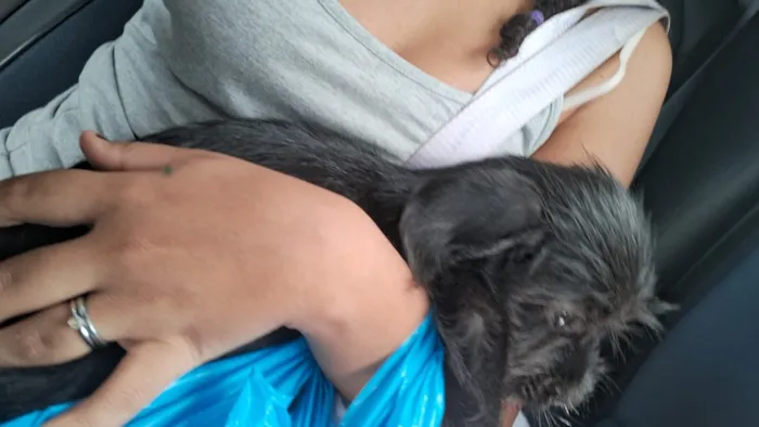 Cachorro raça SRD-ViraLata idade 2 a 6 meses nome não tem nome