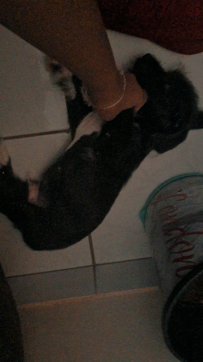 Cachorro raça SRD-ViraLata idade 2 a 6 meses nome não tem nome