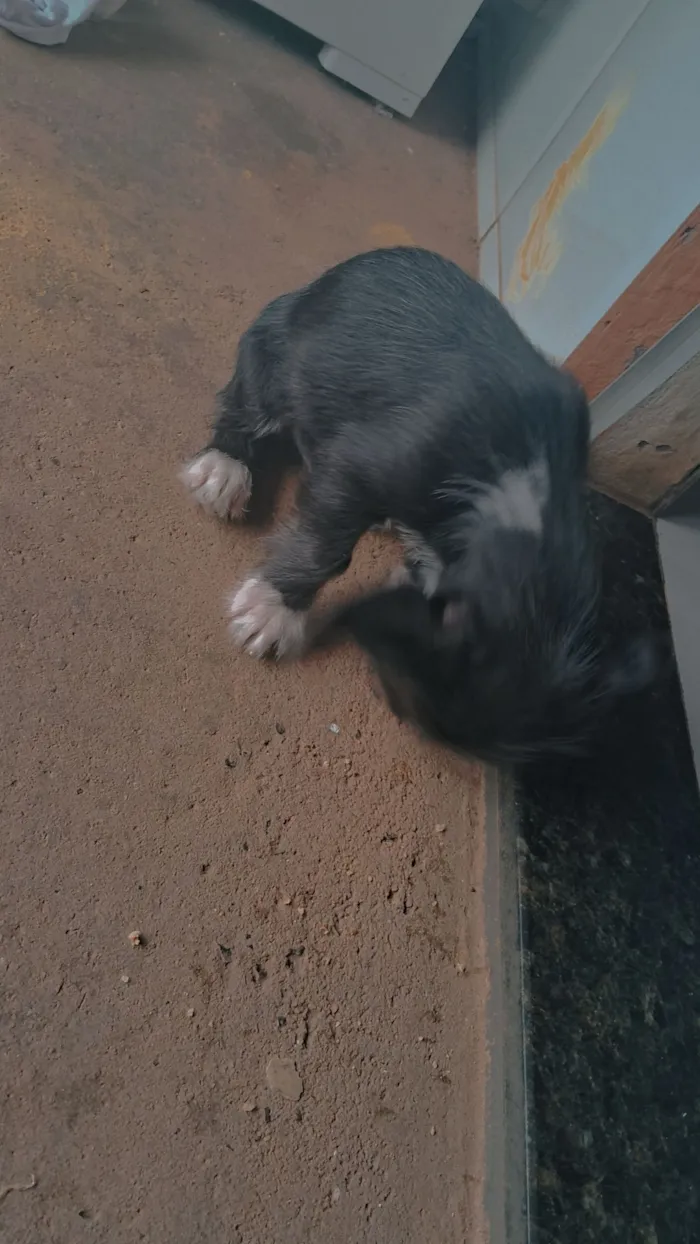 Cachorro raça SRD-ViraLata idade 2 a 6 meses nome não tem nome