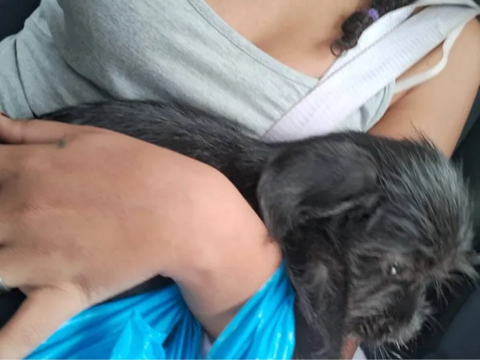 Cachorro raça SRD-ViraLata idade 2 a 6 meses nome não tem nome