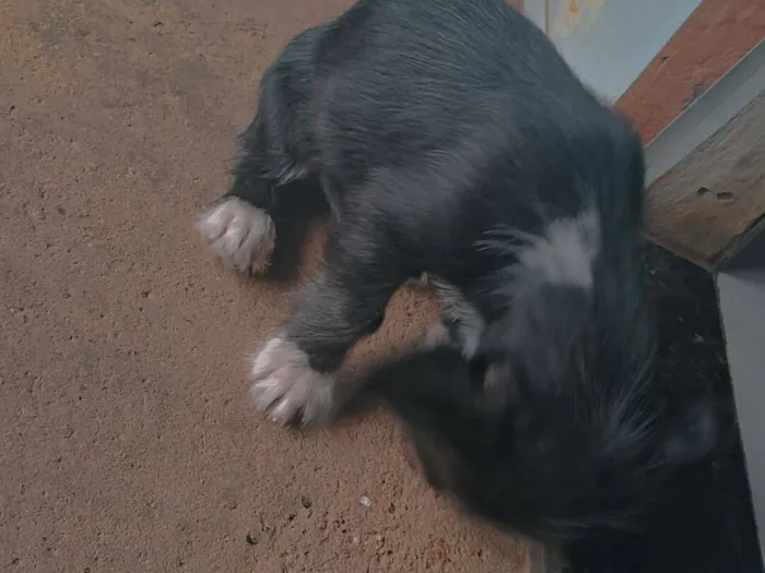 Cachorro raça SRD-ViraLata idade 2 a 6 meses nome não tem nome