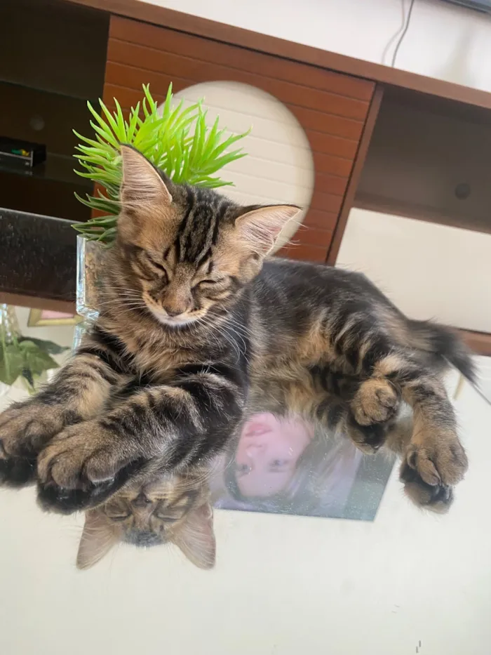 Gato raça SRD-ViraLata idade 2 a 6 meses nome Aslan