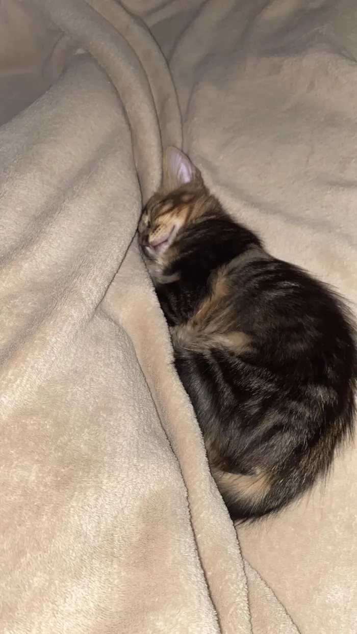 Gato raça SRD-ViraLata idade 2 a 6 meses nome Aslan