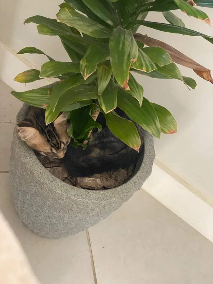 Gato raça SRD-ViraLata idade 2 a 6 meses nome Aslan