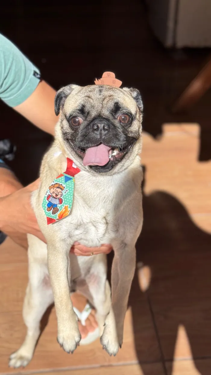 Cachorro raça Bulldog idade 2 anos nome Nico