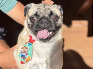 Cachorro raça Bulldog idade 2 anos nome Nico