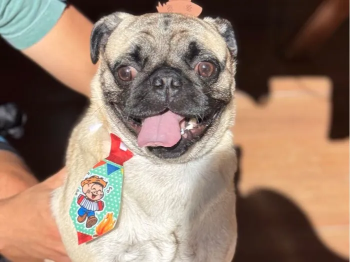 Cachorro raça Bulldog idade 2 anos nome Nico