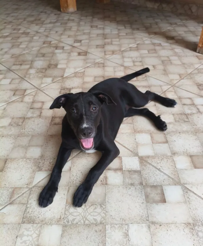 Cachorro raça SRD-ViraLata idade 2 a 6 meses nome Luna 