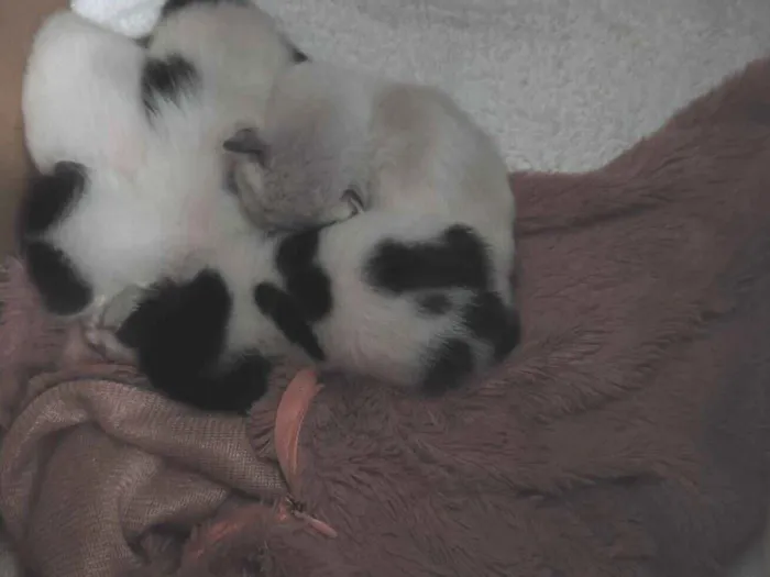 Gato raça SRD-ViraLata idade Abaixo de 2 meses nome Procuro lar para gatinhos filhotes