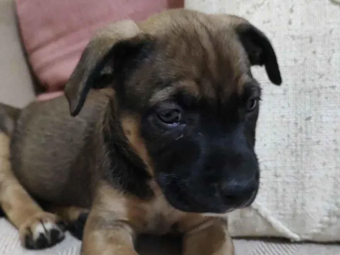 Cachorro raça SRD-ViraLata idade 2 a 6 meses nome Lua