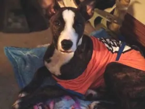 Cachorro raça SRD-ViraLata idade 1 ano nome Zeus 