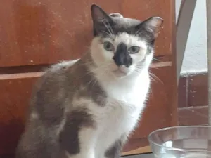 Gato raça SRD-ViraLata idade 2 anos nome Vera