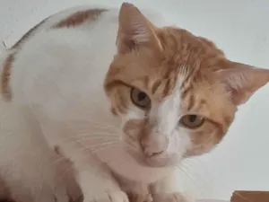 Gato raça SRD-ViraLata idade 3 anos nome Nicolai