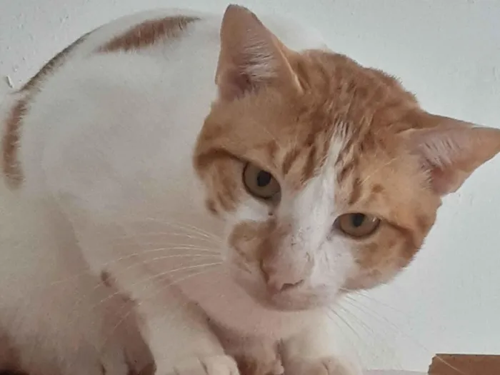 Gato raça SRD-ViraLata idade 3 anos nome Nicolai