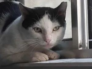 Gato raça SRD-ViraLata idade 3 anos nome Vitor