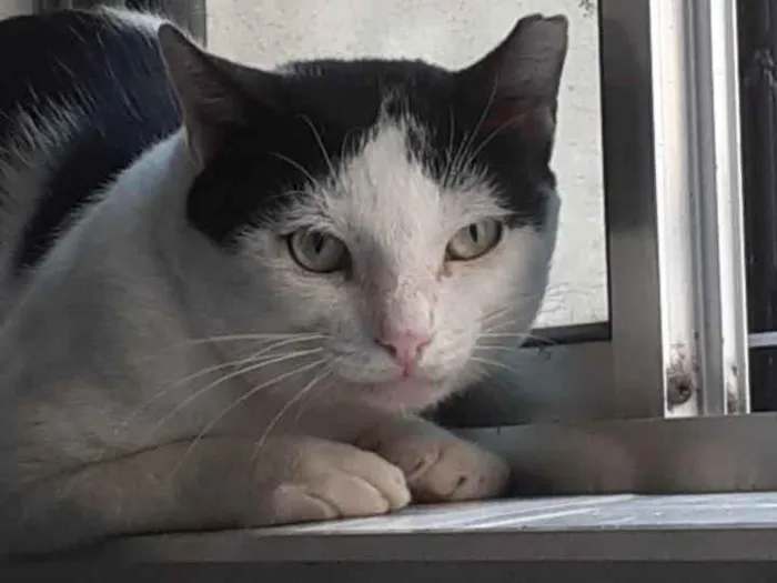 Gato raça SRD-ViraLata idade 3 anos nome Vitor