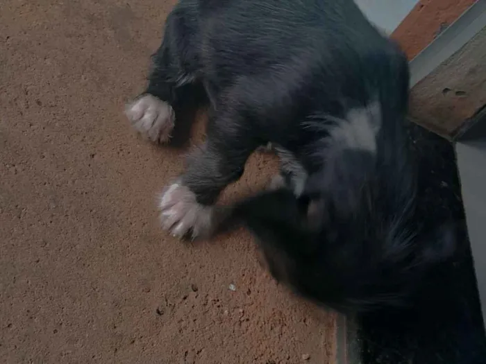 Cachorro raça SRD-ViraLata idade 2 a 6 meses nome não tem nome