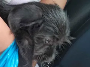 Cachorro raça SRD-ViraLata idade 2 a 6 meses nome não tem nome