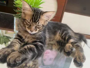 Gato raça SRD-ViraLata idade 2 a 6 meses nome Aslan