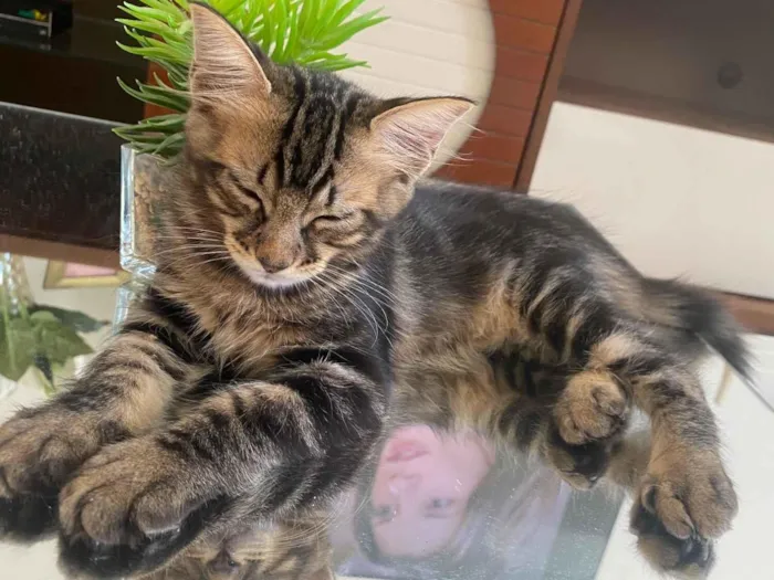 Gato raça SRD-ViraLata idade 2 a 6 meses nome Aslan