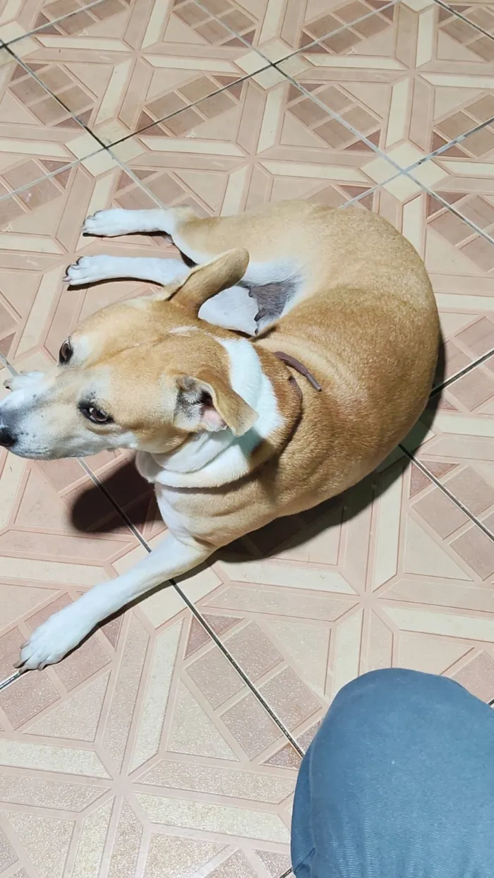 Cachorro raça SRD-ViraLata idade 7 a 11 meses nome luna