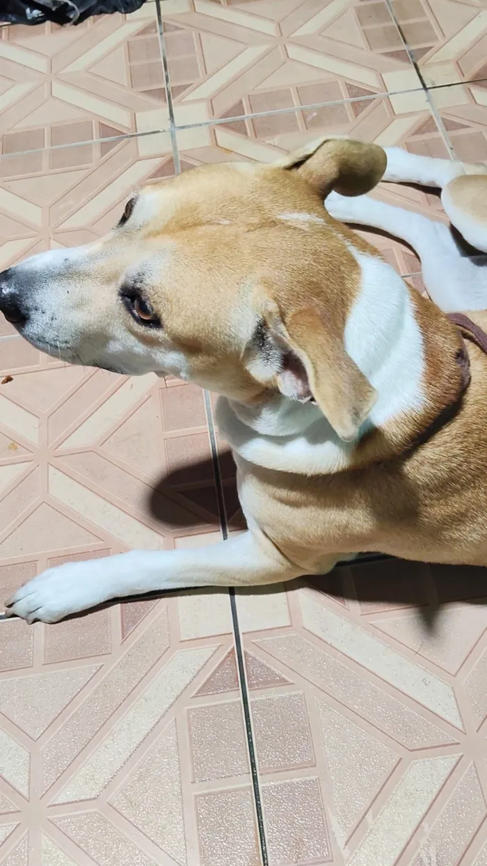 Cachorro raça SRD-ViraLata idade 7 a 11 meses nome luna