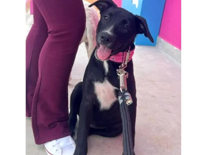 Cachorro raça SRD-ViraLata idade 2 a 6 meses nome Luna 