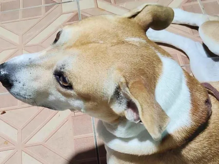 Cachorro raça SRD-ViraLata idade 7 a 11 meses nome luna