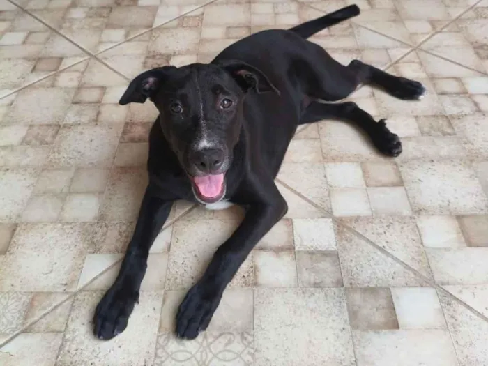 Cachorro raça SRD-ViraLata idade 2 a 6 meses nome Luna 