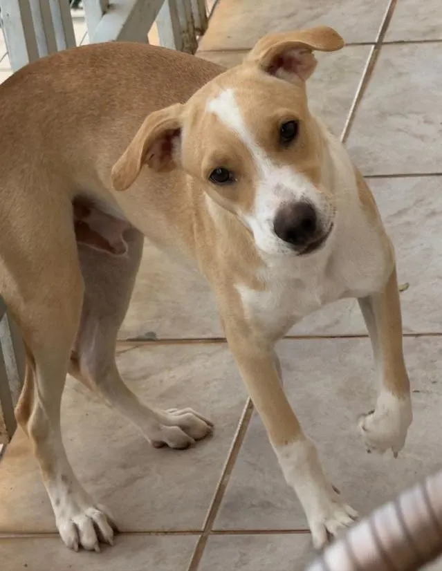Cachorro raça SRD-ViraLata idade 2 a 6 meses nome .