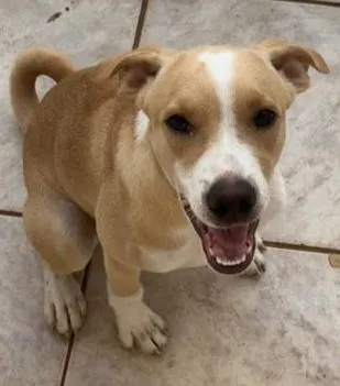 Cachorro raça SRD-ViraLata idade 2 a 6 meses nome .