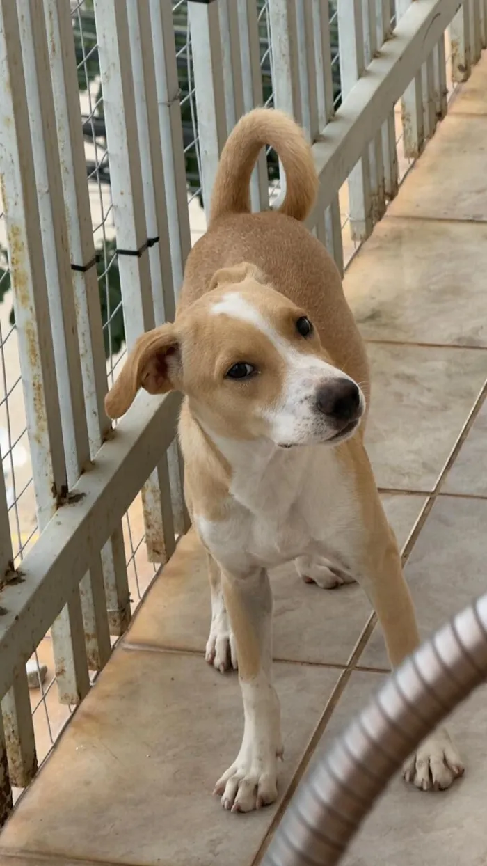Cachorro raça SRD-ViraLata idade 2 a 6 meses nome .