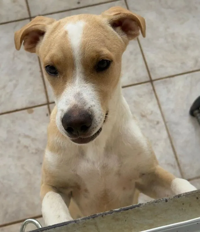 Cachorro raça SRD-ViraLata idade 2 a 6 meses nome .