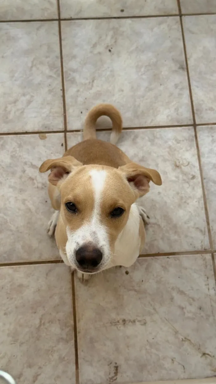 Cachorro raça SRD-ViraLata idade 2 a 6 meses nome .