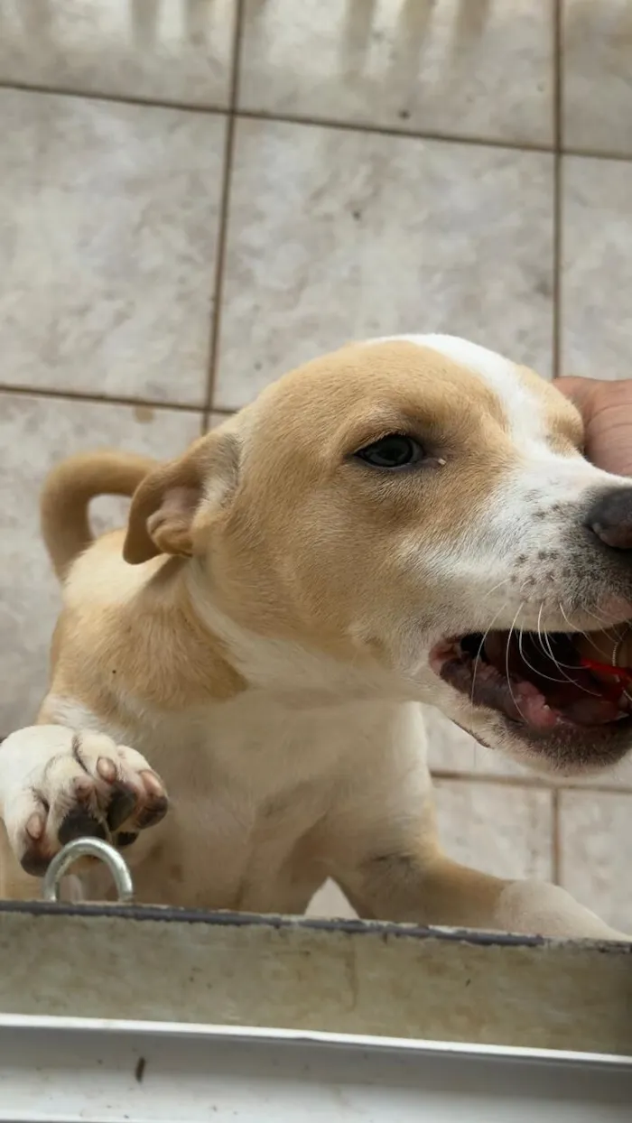 Cachorro raça SRD-ViraLata idade 2 a 6 meses nome .
