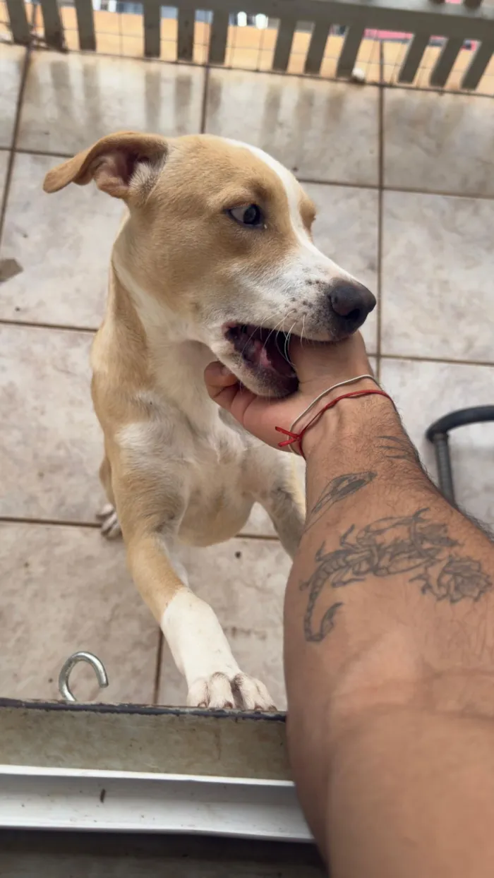 Cachorro raça SRD-ViraLata idade 2 a 6 meses nome .