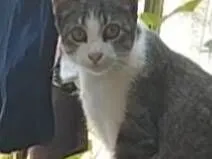 Gato raça SRD-ViraLata idade 2 a 6 meses nome não tem