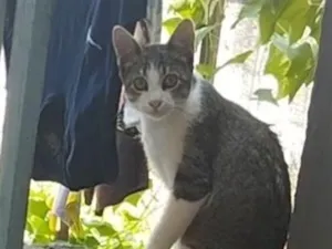 Gato raça SRD-ViraLata idade 2 a 6 meses nome sem nome