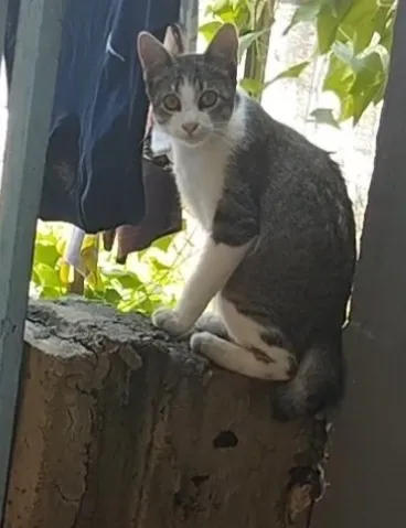 Gato raça SRD-ViraLata idade 2 a 6 meses nome sem nome