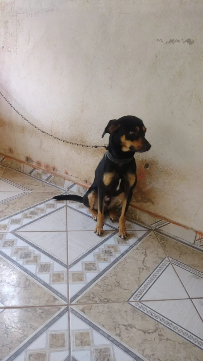 Cachorro raça SRD-ViraLata idade 1 ano nome Bob
