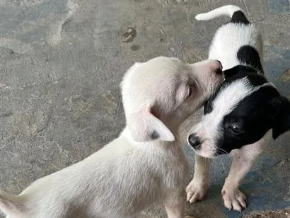 Cachorro raça SRD-ViraLata idade Abaixo de 2 meses nome Vira lata 