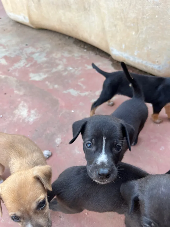 Cachorro raça SRD-ViraLata idade Abaixo de 2 meses nome Vira lata 