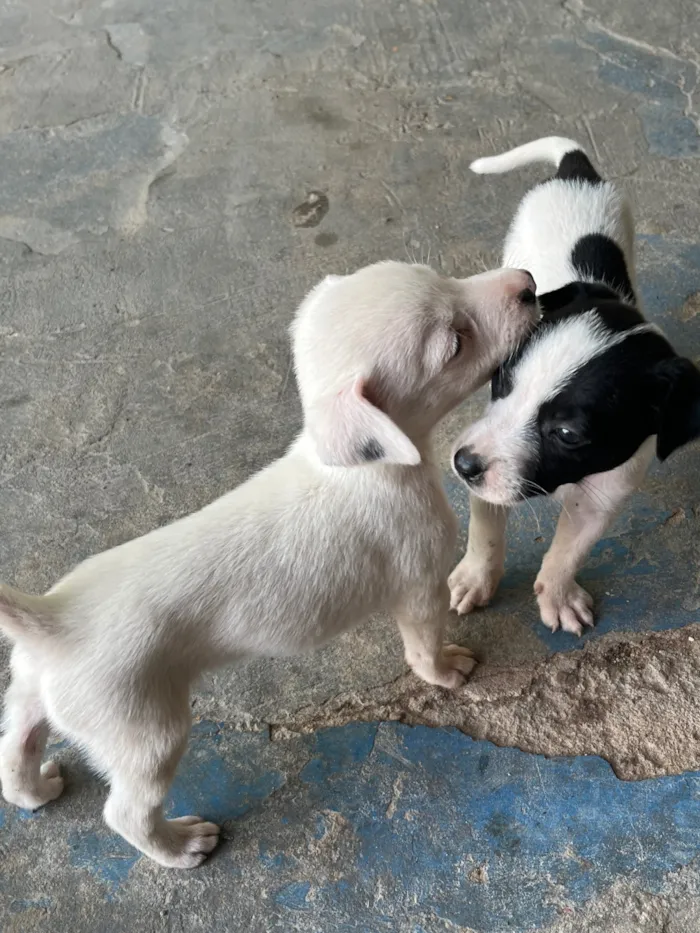 Cachorro raça SRD-ViraLata idade Abaixo de 2 meses nome Vira lata 