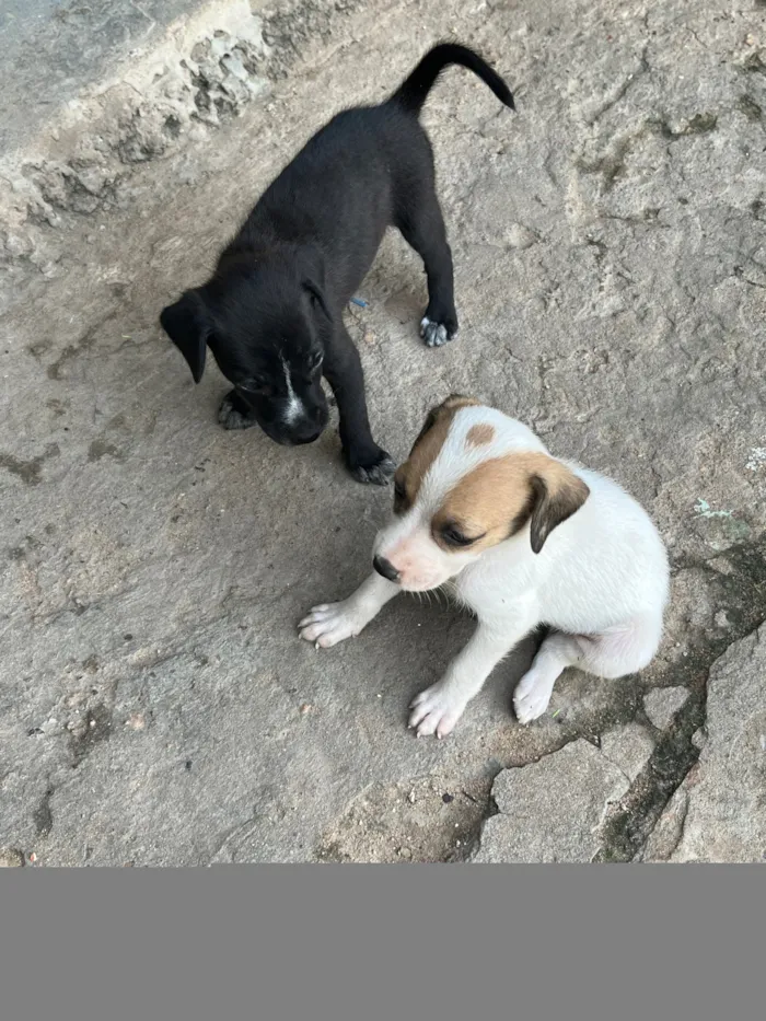 Cachorro raça SRD-ViraLata idade Abaixo de 2 meses nome Vira lata 