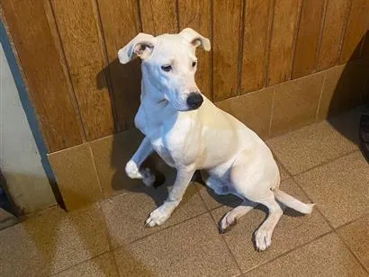 Cachorro raça SRD-ViraLata idade 2 a 6 meses nome Chamei de branco