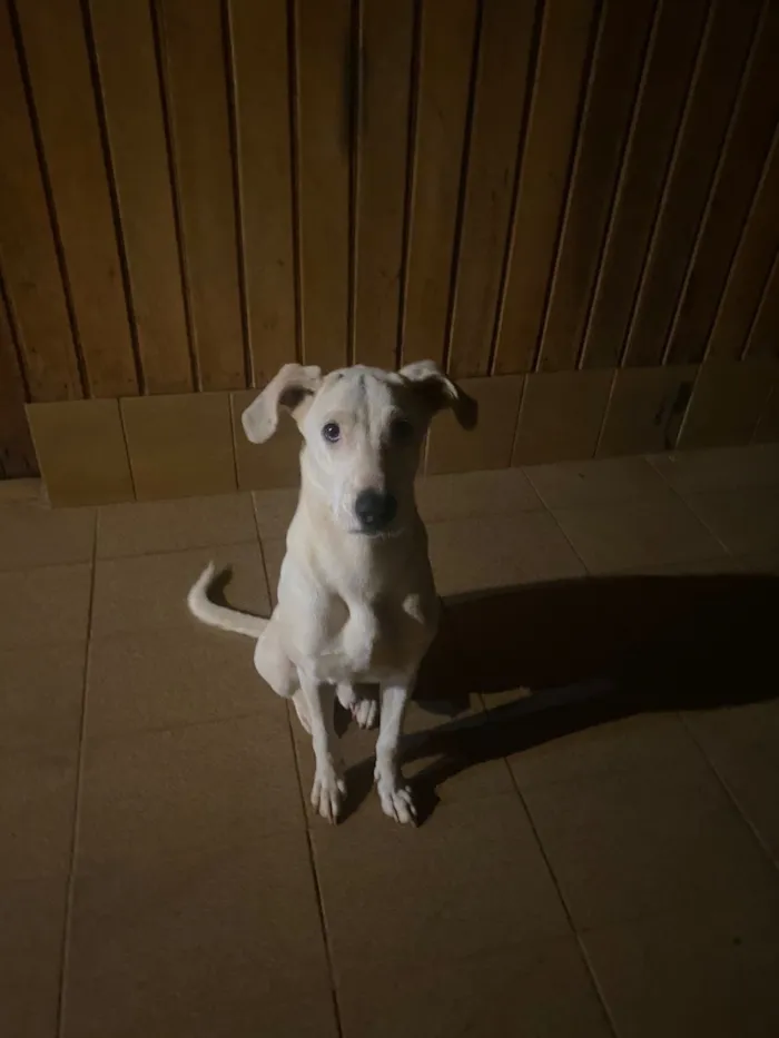 Cachorro raça SRD-ViraLata idade 2 a 6 meses nome Chamei de branco