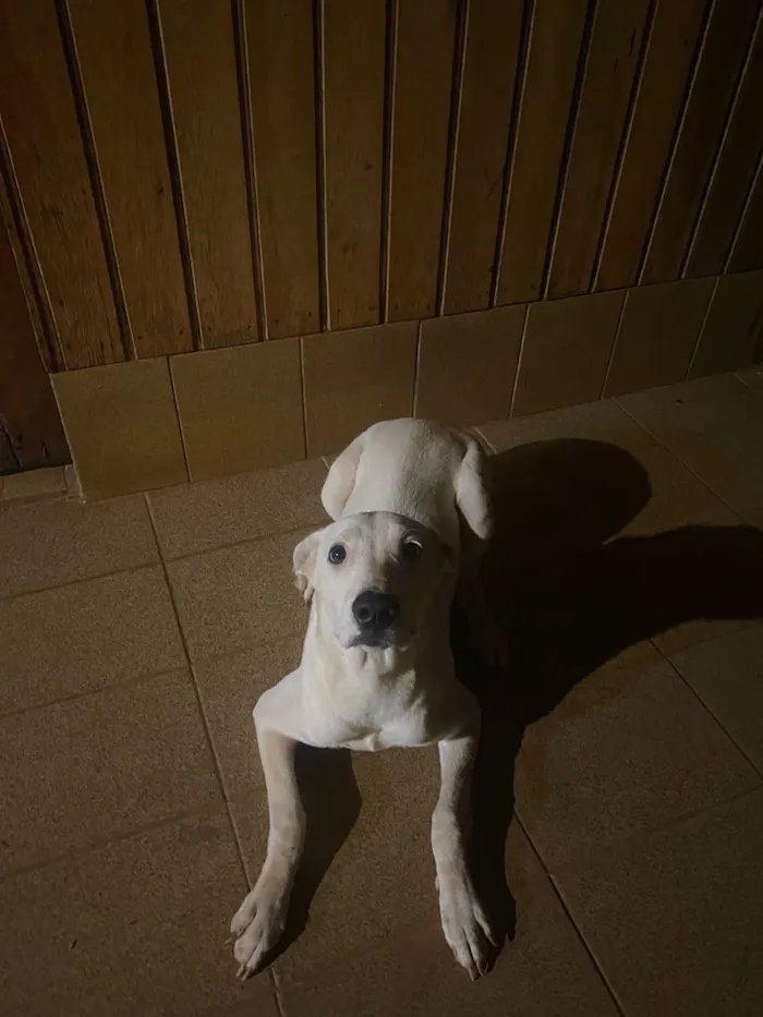 Cachorro raça SRD-ViraLata idade 2 a 6 meses nome Chamei de branco