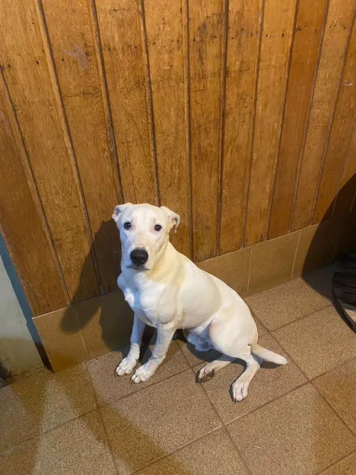 Cachorro raça SRD-ViraLata idade 2 a 6 meses nome Chamei de branco