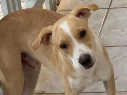 Cachorro raça SRD-ViraLata idade 2 a 6 meses nome .