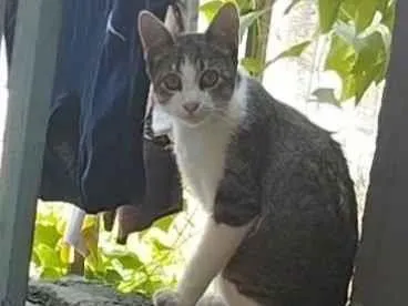 Gato raça SRD-ViraLata idade 2 a 6 meses nome não tem